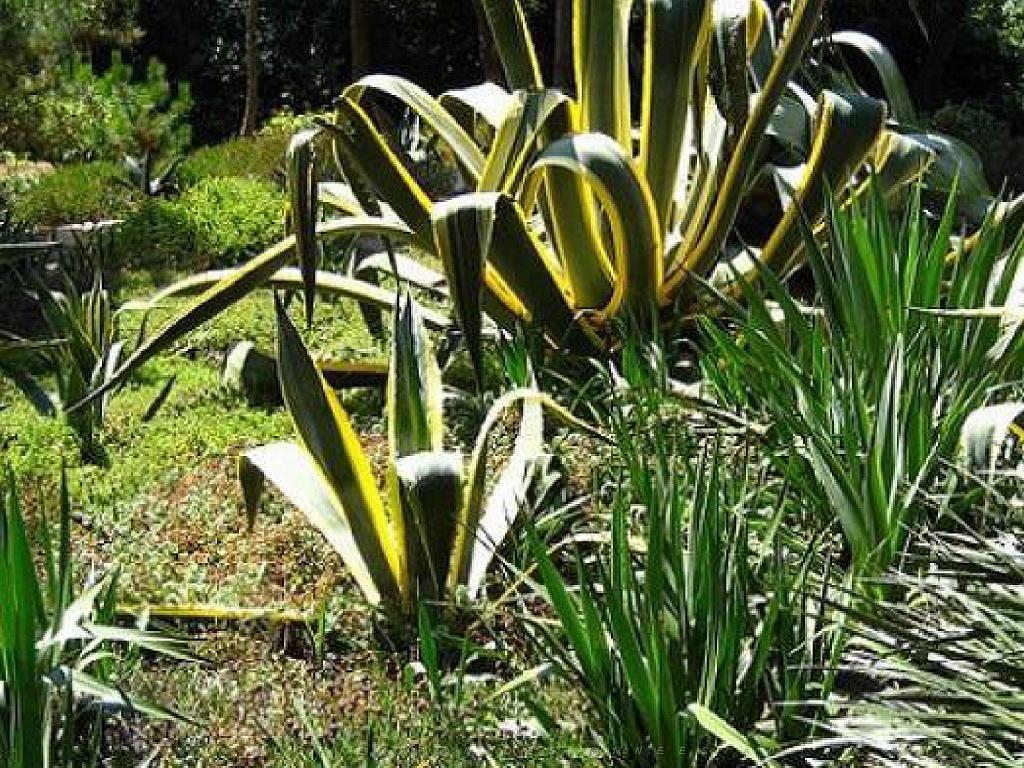 130 Ile de Batz Jardin Georges Delaselle_000031.jpg